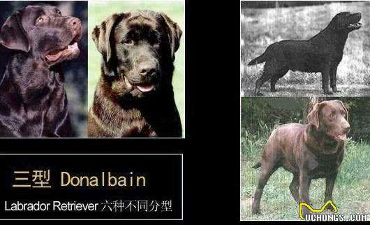 浅析拉布拉多犬的起源、6个品类分支,别再以为自家狗子是串串了