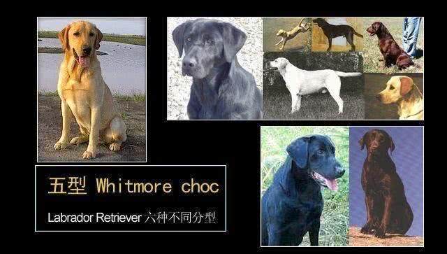 浅析拉布拉多犬的起源、6个品类分支,别再以为自家狗子是串串了
