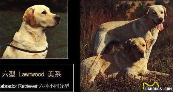 浅析拉布拉多犬的起源、6个品类分支,别再以为自家狗子是串串了